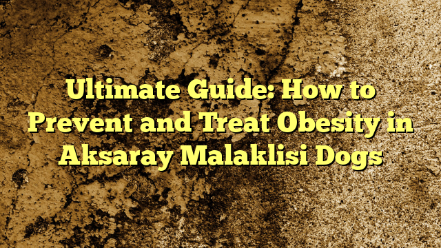 Final Information: Easy methods to Forestall and Deal with Weight problems in Aksaray Malaklisi Canine