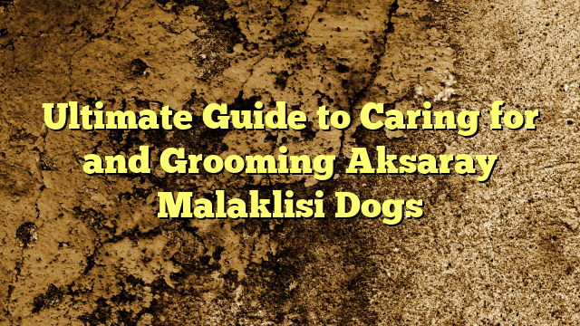 Final Information to Caring for and Grooming Aksaray Malaklisi Canines
