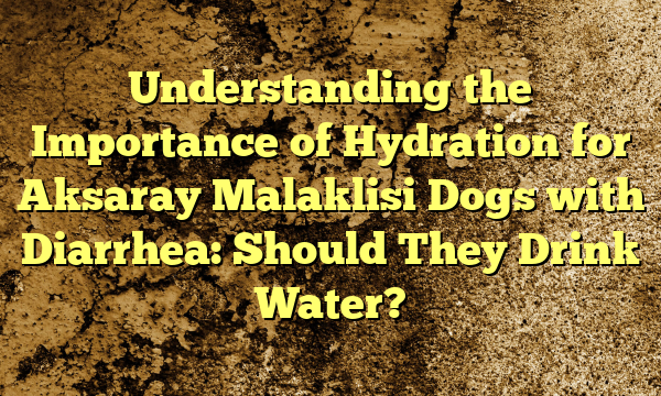Understanding the Significance of Hydration for Aksaray Malaklisi Canines with Diarrhea: Ought to They Drink Water?